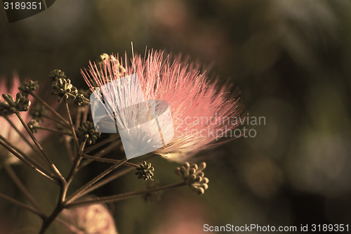 Image of Flowers of acacia