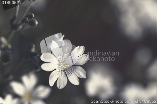 Image of White flower