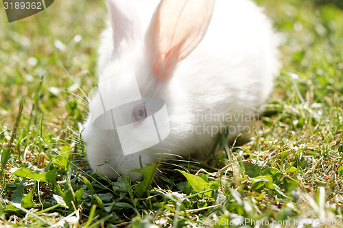 Image of White bunny