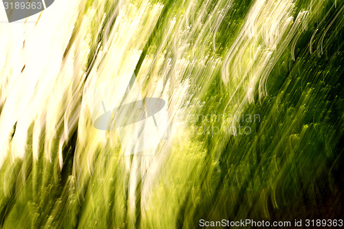 Image of Blurred trees background
