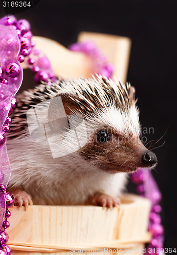 Image of A cute little hedgehog - ( African white- bellied hedgehog )