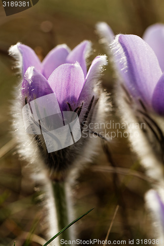 Image of Purple anemone