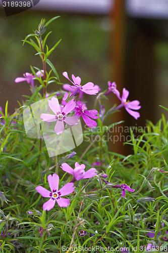 Image of flower with purple blossom