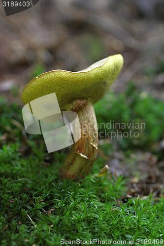 Image of boletus badius