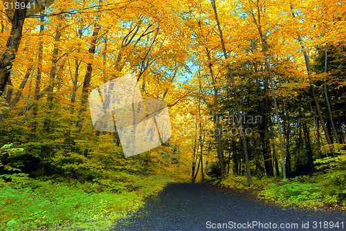 Image of Fall Foliage