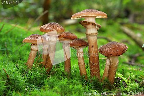 Image of group of the armillaria