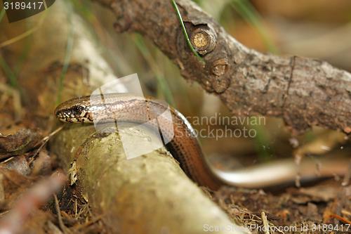 Image of slow-worm