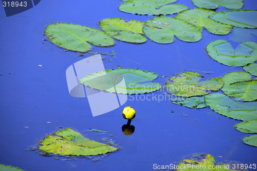 Image of Yellow Lily