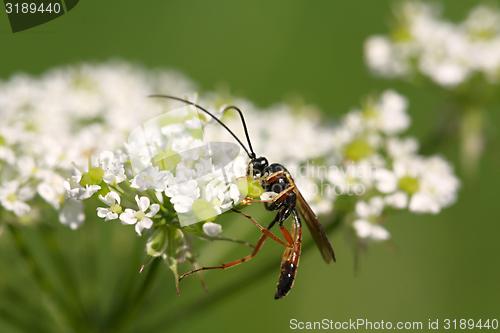 Image of one wasp