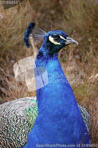 Image of peacock