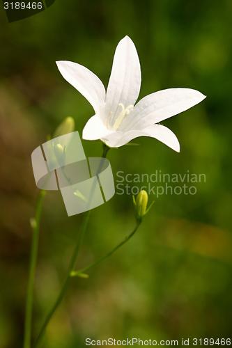 Image of flower with white bell