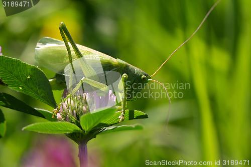 Image of grasshopper