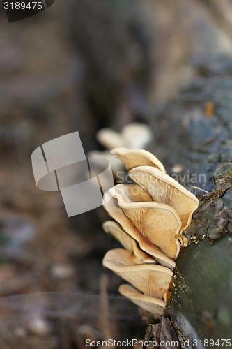 Image of unidentified yellow mushrooms