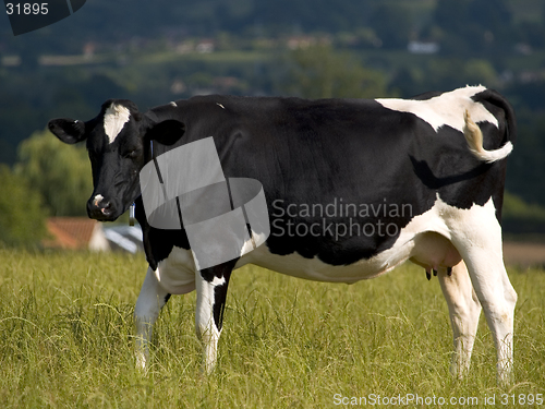 Image of Cow