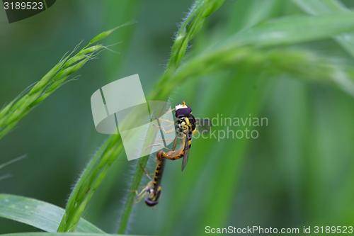 Image of two wasps