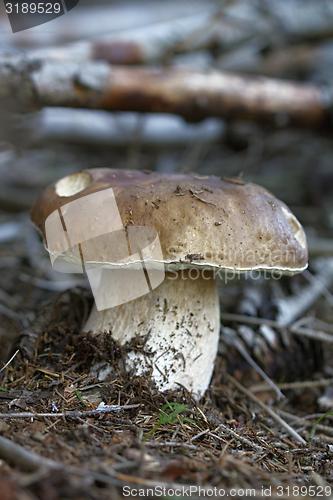 Image of boletus