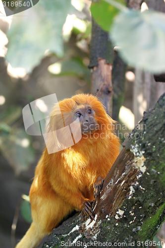 Image of golden lion tamarin