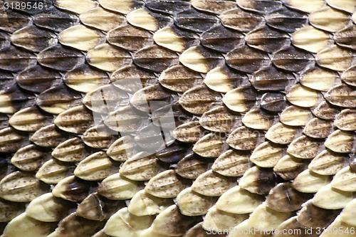 Image of skin of the eastern diamondback rattlesnake