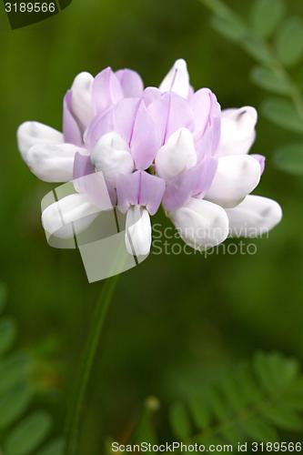 Image of flower with white and purple blossom