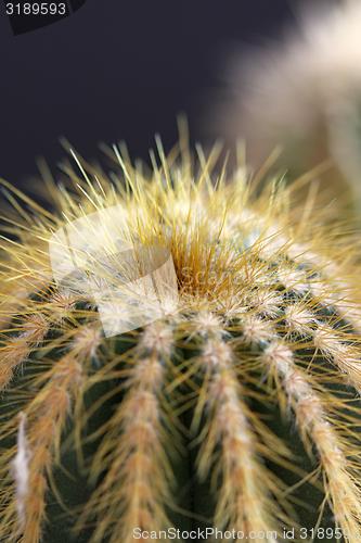 Image of cactus detail