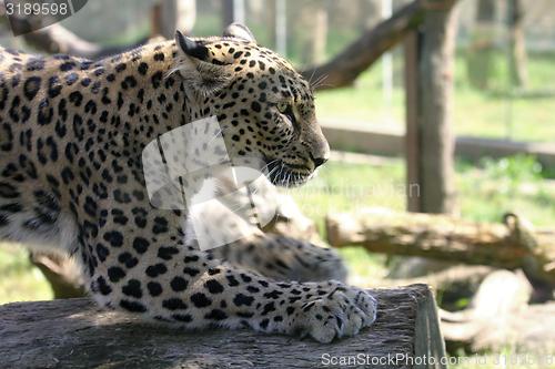 Image of leopard