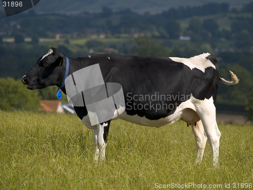 Image of Cow