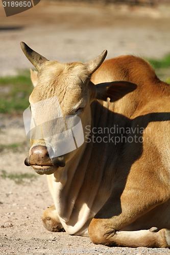 Image of dwarf zebu