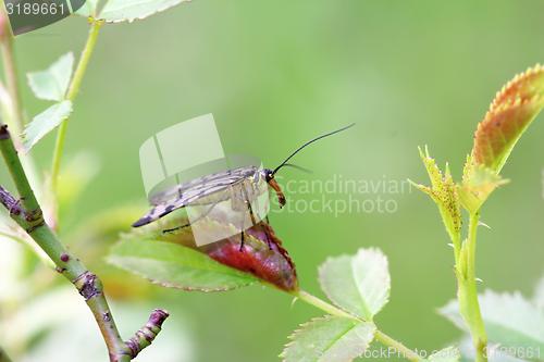 Image of scorpionfly