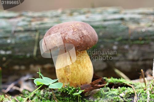 Image of boletus badius