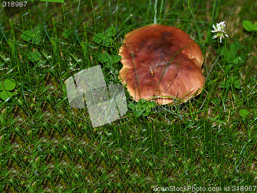 Image of Mushroom