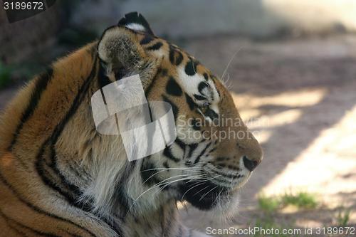 Image of amur tiger