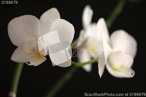 Image of white orchid