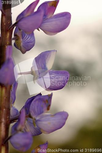 Image of flower with purple blossom