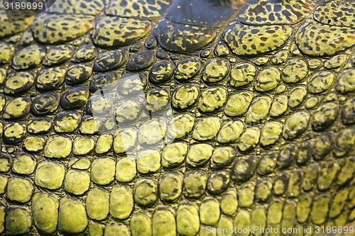 Image of skin of the gavial