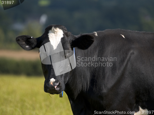 Image of Dairy Cow