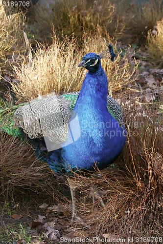 Image of peacock