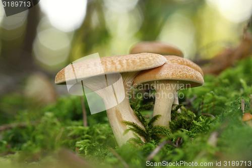 Image of unidentified orange mushrooms