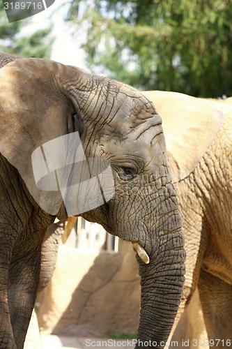 Image of african elephant