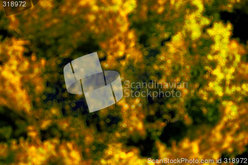 Image of Fall Foliage back ground