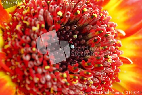 Image of flower with red blossom