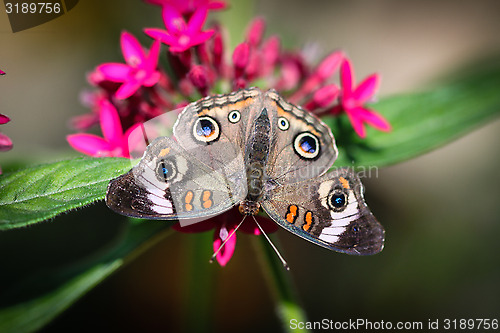 Image of Common Buckeye Junonia Coenia