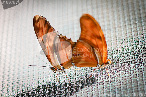 Image of Julia Heliconian Dryas Julia