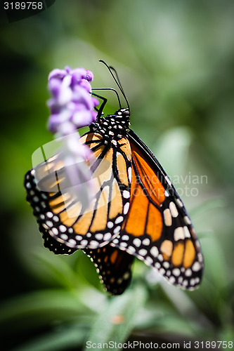 Image of Monarch Danaus Plexippus