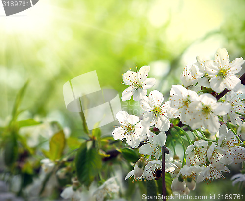 Image of Green spring background with beautiful flowering tree