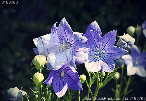 Image of Balloon flowers (Platycodon grandiflorus)