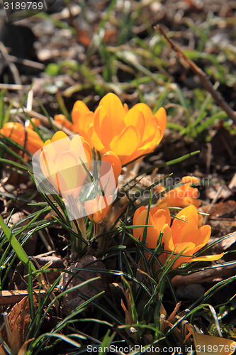 Image of yellow crocus flowers