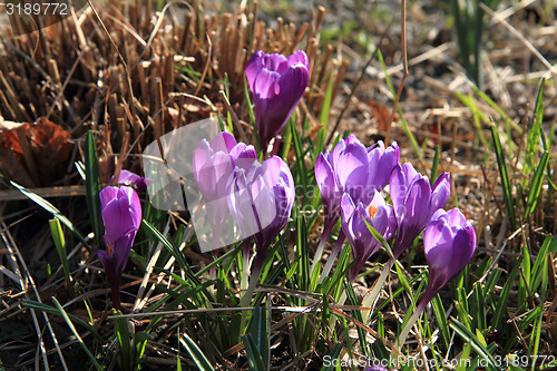 Image of violet crocus flowers