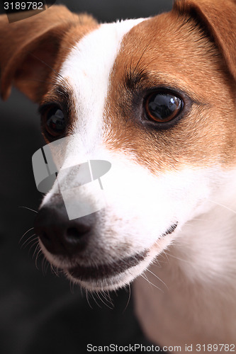 Image of jack russell terrier head