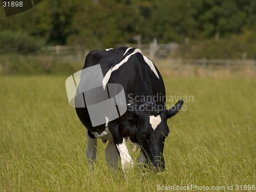 Image of Cow Grazing