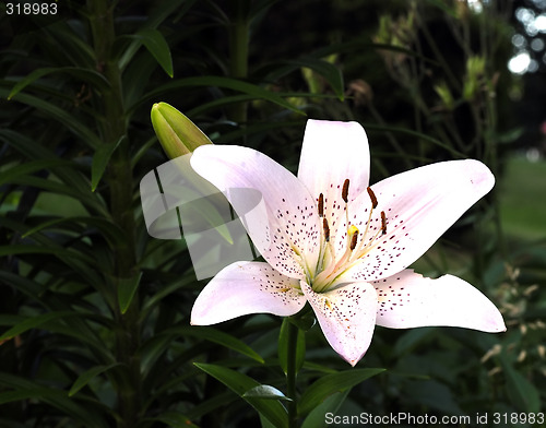 Image of Day Lillies